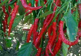 西安欣橋市場7月26日蔬菜批發(fā)價格